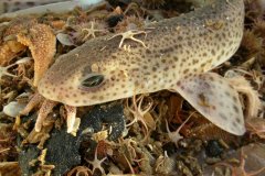 Dogfish (Scyliorhinus canicula)