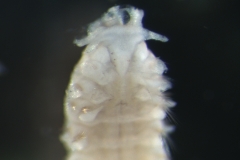 Bee spionid worm (Spiophanes bombyx)