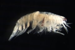 An amphipod (Synchelidium maculatum)