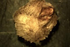 Wart Barnacle (Verruca stroemia)