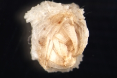 Wart barnacle (Veruca stroemi)
