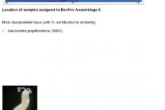 Benthic macrofauna assemblage A