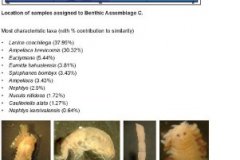 Benthic macrofauna assemblage C