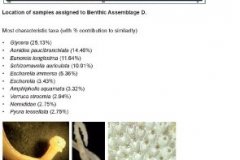 Benthic macrofauna assemblage D