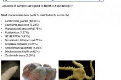 Benthic macrofauna assemblage H