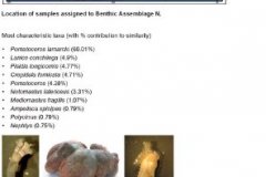 Benthic macrofauna assemblage N