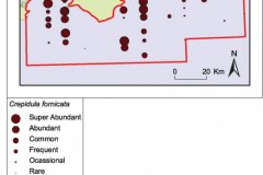 Abundance of REC Americal Slipper Limpets (Non-native species)