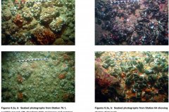 Examples of Annex 1 habitats within the REC Study Area